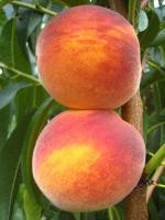 PF 25 Flamin Fury | Peach Species 